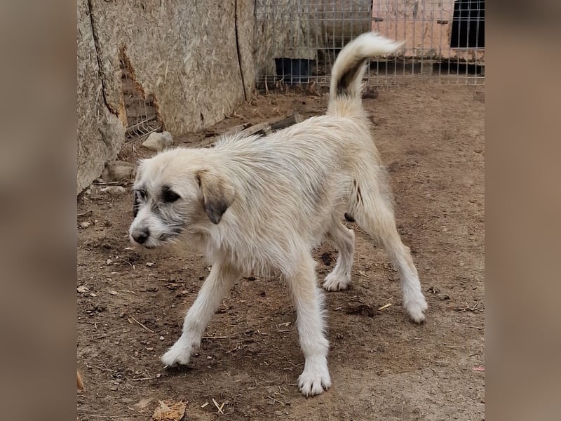 Rasko - freundlich und neugierig