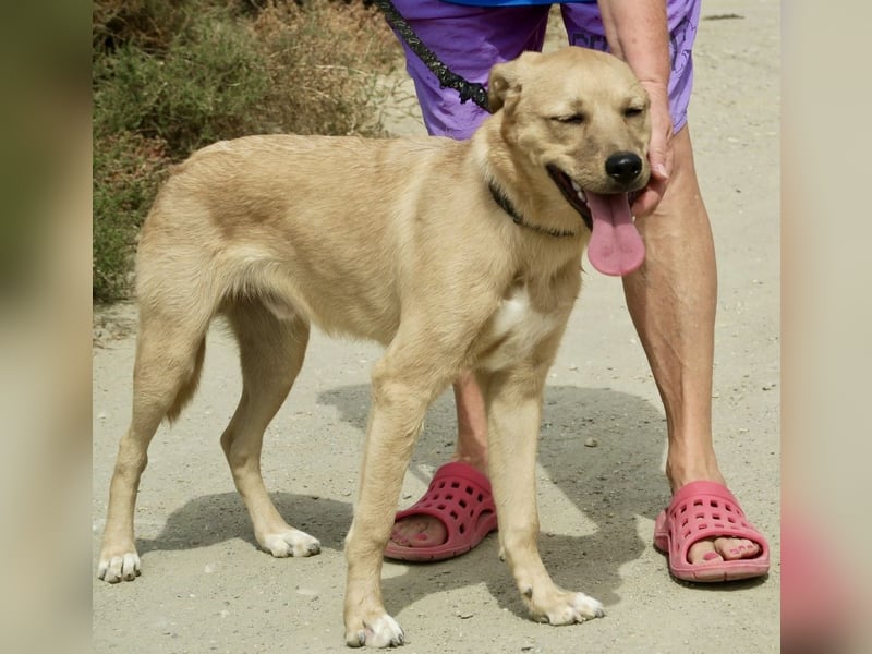 Chachi, gut verträglich, lernwillig, aufgeweckt