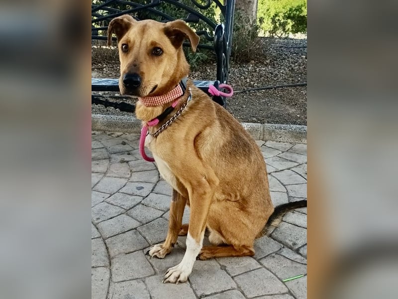 Huesos,  aufgeschlossen, lernwillig, freundlich