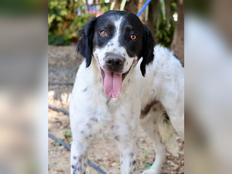 Scar, anfangs zurückhaltend, klug, menschenbezogen