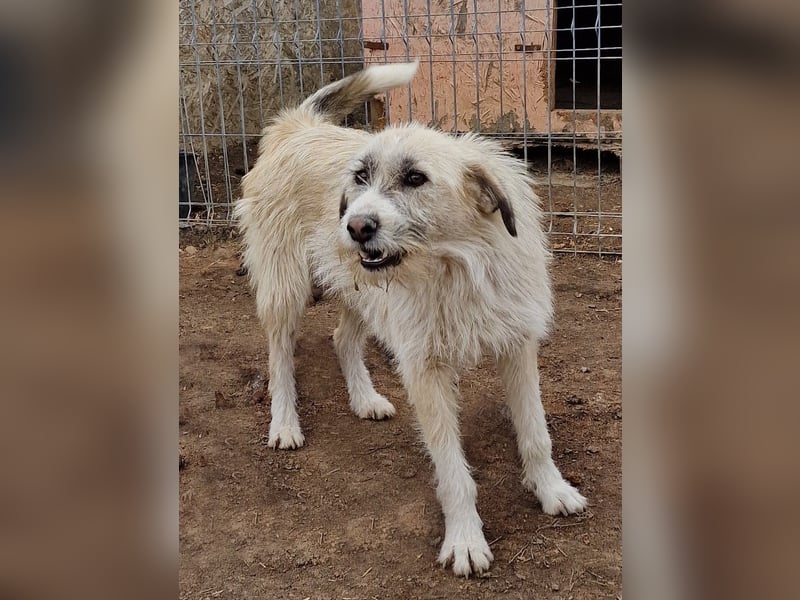 Rasko - freundlich und neugierig