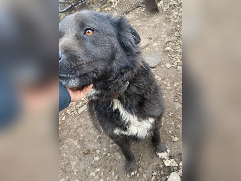 Boris - freundlich und aufgeschlossen