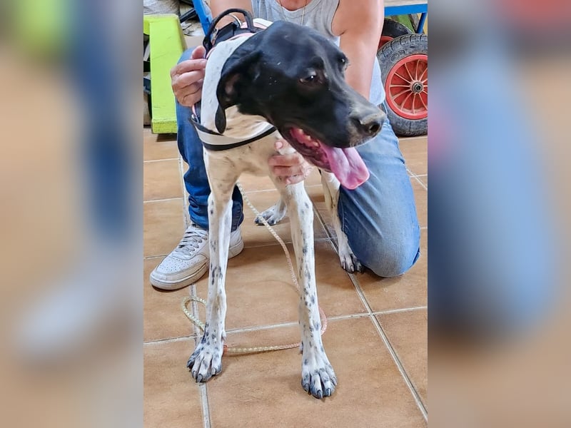 Mancha - freundlich, lernwillig und zutraulich