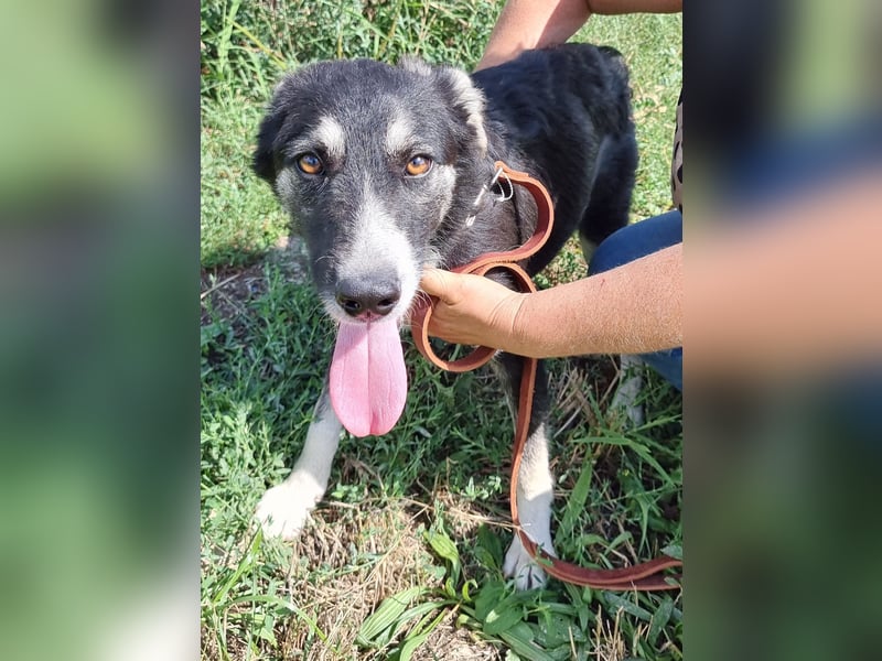 Ronnie - freundlich und verschmust