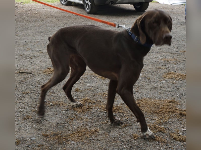 Asia, vorsichtig, lernwillig, gut sozialisiert - bereits in Deutschland