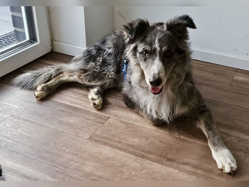 Duque - familiengeeignet, freundlich und zutraulich / BEREITS IN DEUTSCHLAND