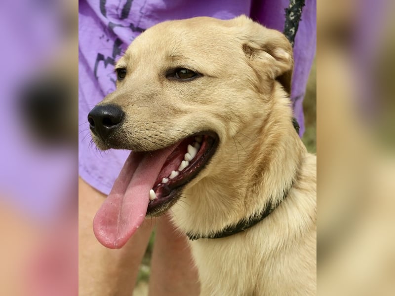 Chachi, gut verträglich, lernwillig, aufgeweckt