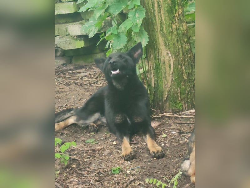 Hara - sportlich und schlau