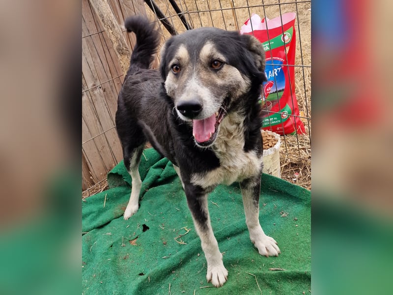 Ronnie - freundlich und verschmust