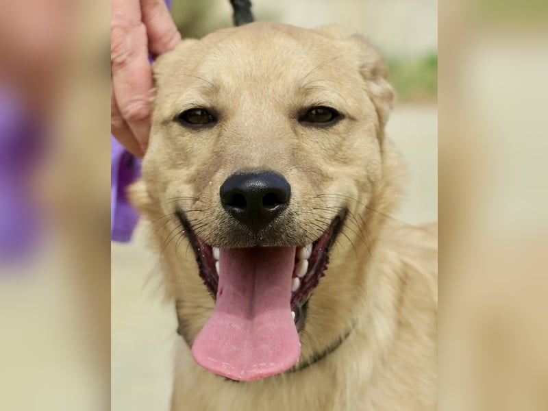 Chachi, gut verträglich, lernwillig, aufgeweckt