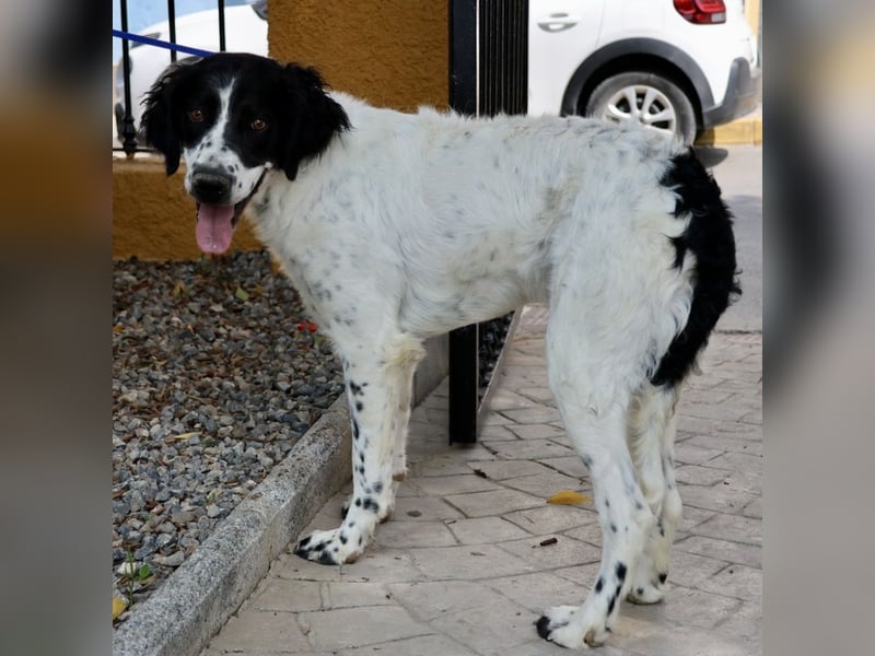 Scar, anfangs zurückhaltend, klug, menschenbezogen