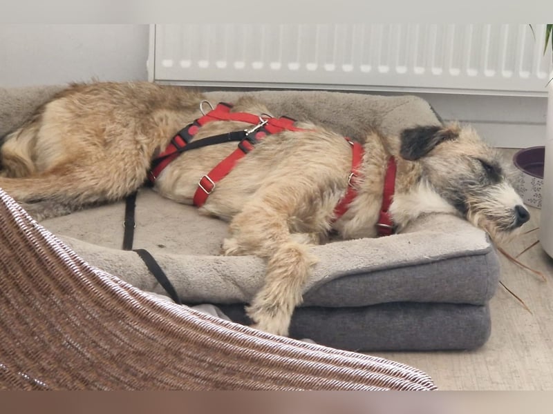 Dixy - verträglich und lernwillig