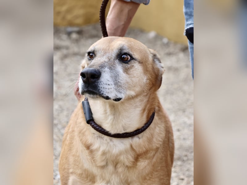 Hellen, sucht Altersruhesitz - NOTFALL -