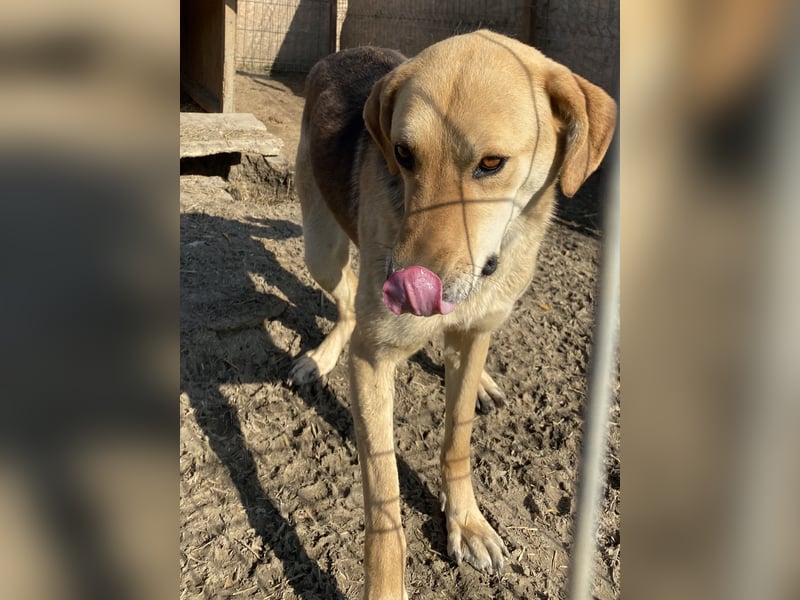 Noelle - neugierig und verträglich