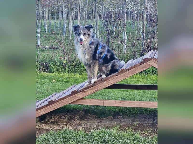 Duque - familiengeeignet, freundlich und zutraulich / BEREITS IN DEUTSCHLAND