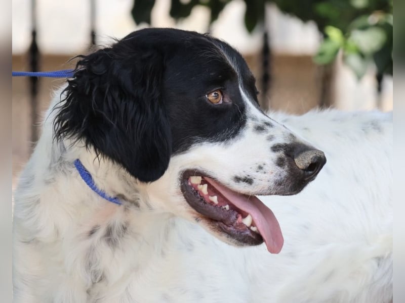 Scar, anfangs zurückhaltend, klug, menschenbezogen