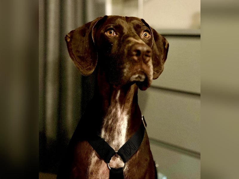 Asia, vorsichtig, lernwillig, gut sozialisiert - bereits in Deutschland