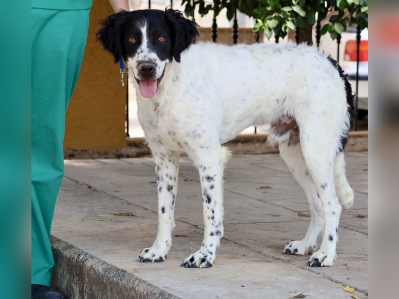 Scar, anfangs zurückhaltend, klug, menschenbezogen