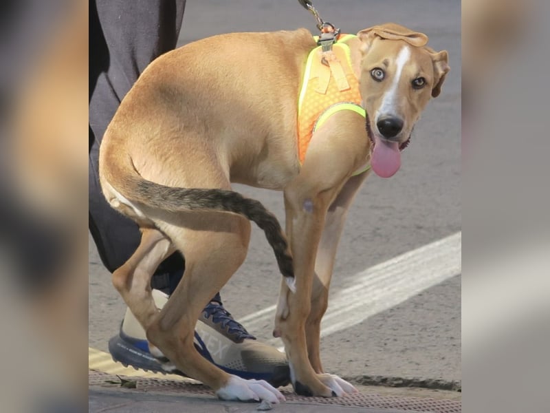 Guardian, aufgeschlossen, freundlich, unternehmungslustig