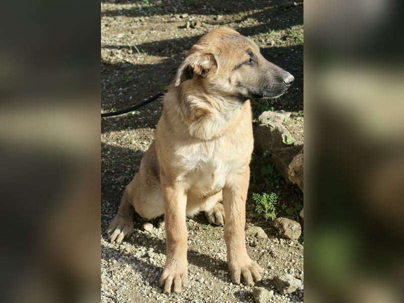 Afrodita - freundlich, zutraulich und lernwillig