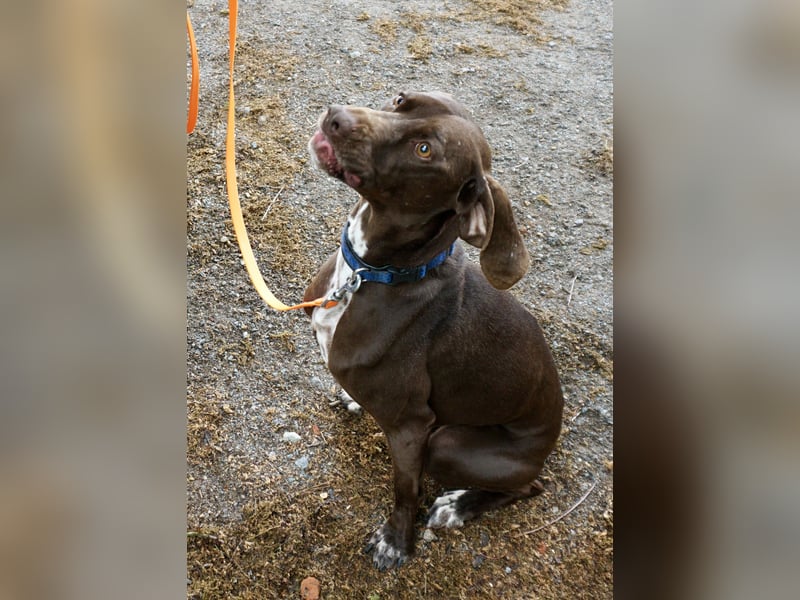 Asia, vorsichtig, lernwillig, gut sozialisiert - bereits in Deutschland