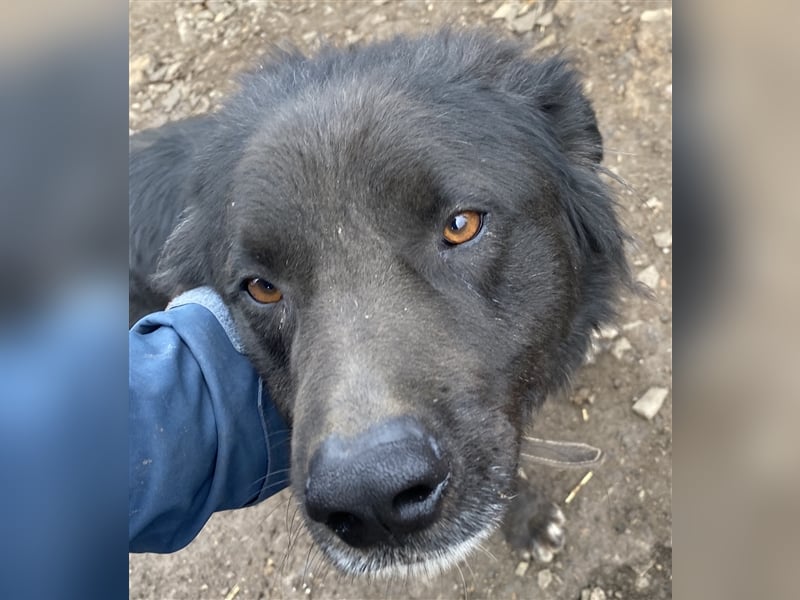 Boris - verschmust und freundlich