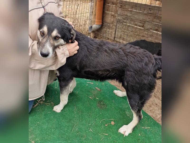 Ronnie - freundlich und verschmust