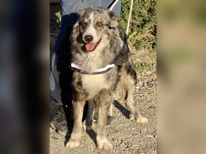 Duque - familiengeeignet, freundlich und zutraulich / BEREITS IN DEUTSCHLAND