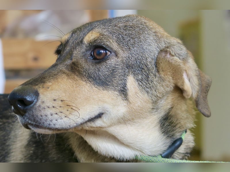 Larry, lernwillig, neugierig, sehr gut verträglich