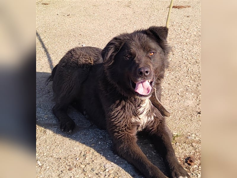 Boris - verschmust und freundlich