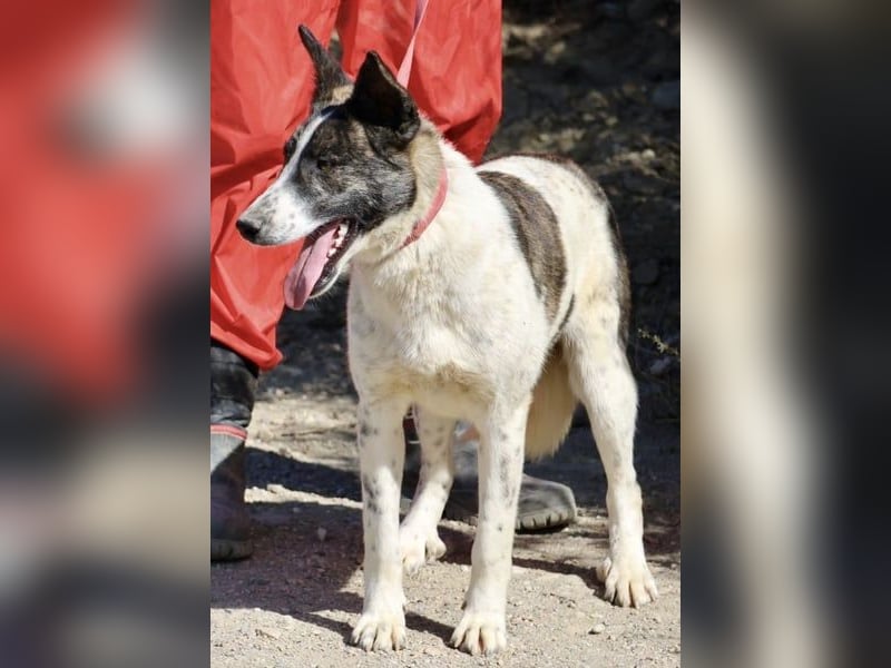 Rodolfo, vorsichtig, gut sozialisiert, freundlich