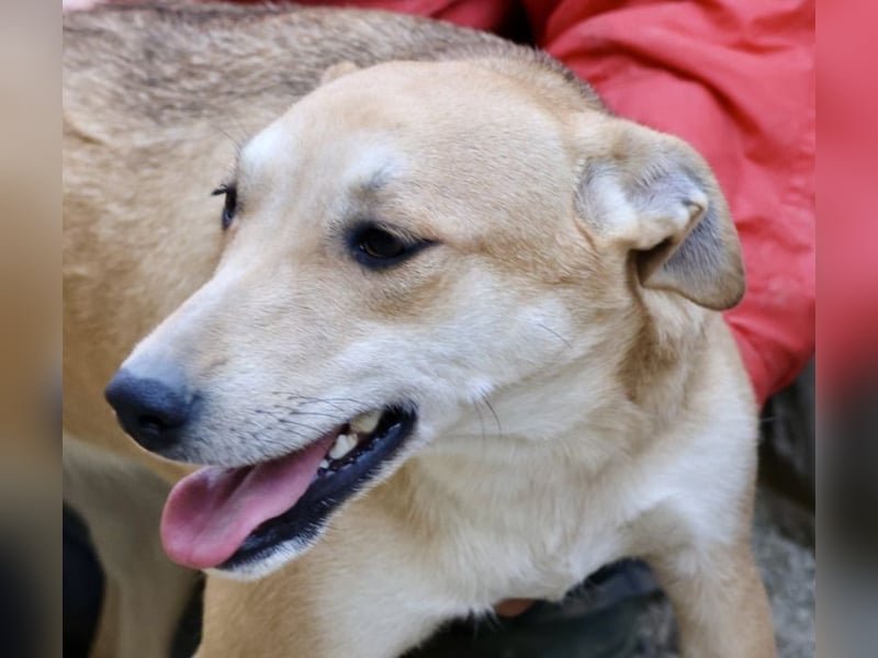 Lolita, zurückhaltend, freundlich, gut sozialisiert