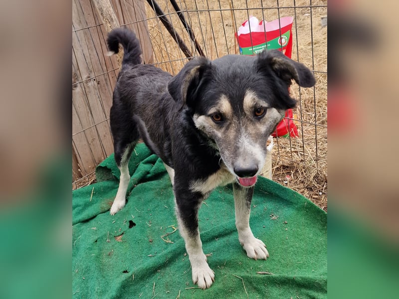 Ronnie - freundlich und verschmust