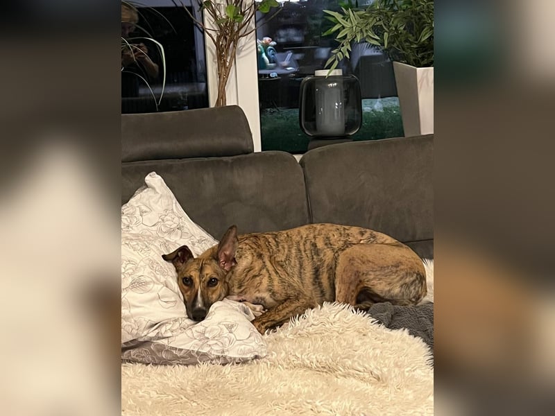 Pandorra - liebevoll und freundlich - BEREITS IN DEUTSCHLAND