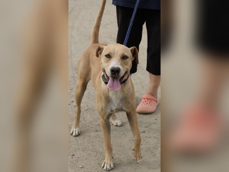 Lua, sportlich, gelehrig, aufgeschlossen