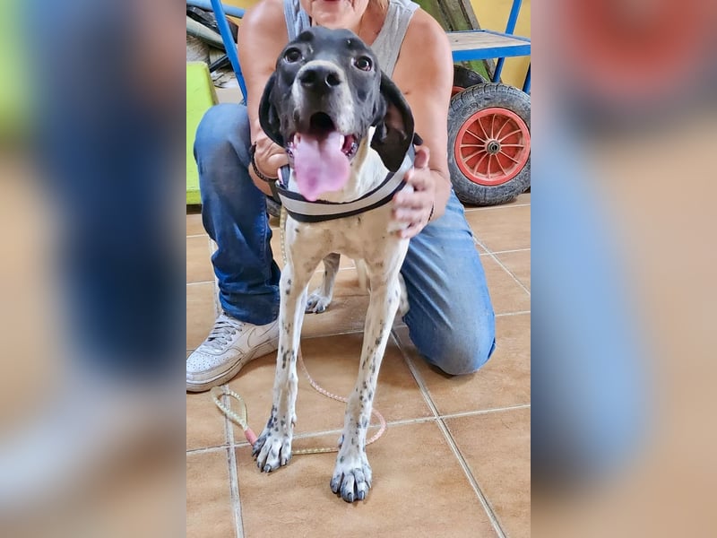 Mancha - freundlich, lernwillig und zutraulich