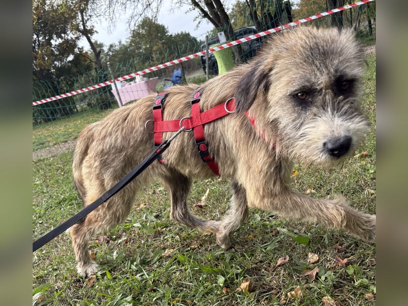 Dixy - lernwillig und leinenführig - BEREITS IN DEUTSCHLAND