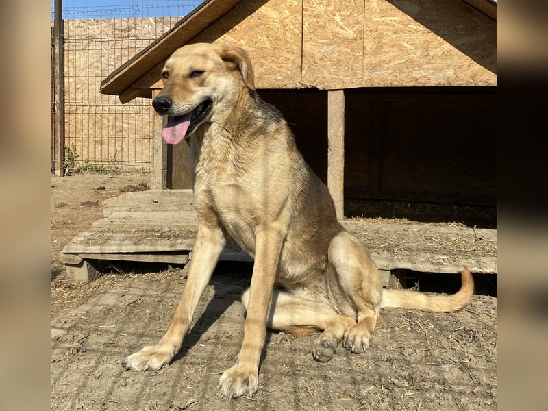 Noelle - neugierig und verträglich