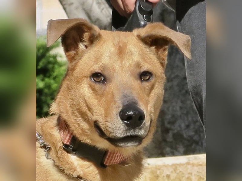 Huesos,  aufgeschlossen, lernwillig, freundlich