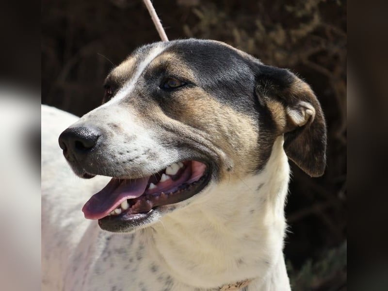 ntonella, sehr sozial, möchte gefallen, aufgeschlossen