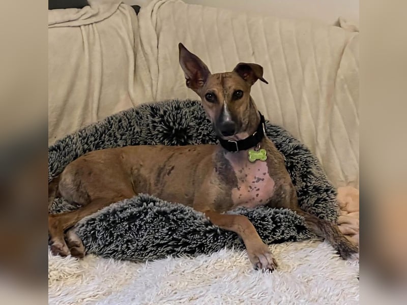 Pandorra - liebevoll und freundlich - BEREITS IN DEUTSCHLAND