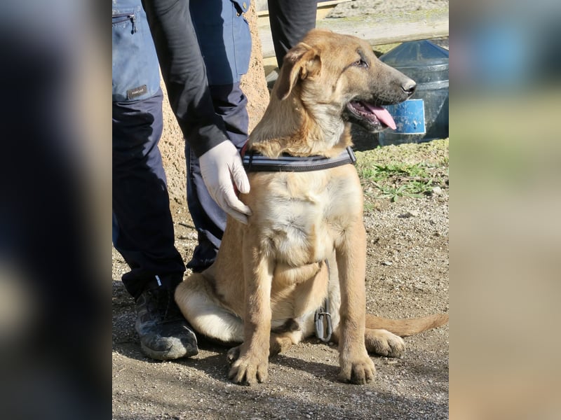 Dionisio - neugierig, zutraulich und lernwillig