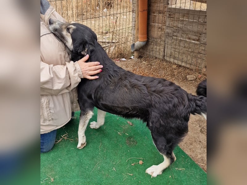 Ronnie - freundlich und verschmust