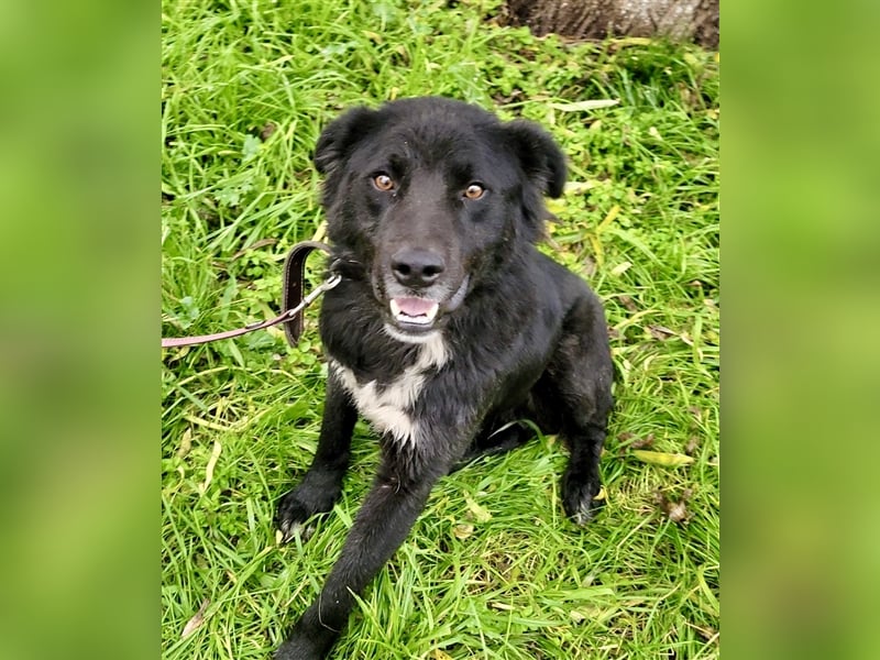 Boris - verschmust und freundlich