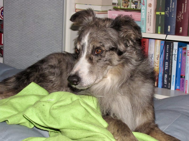 Duque - familiengeeignet, freundlich und zutraulich / BEREITS IN DEUTSCHLAND