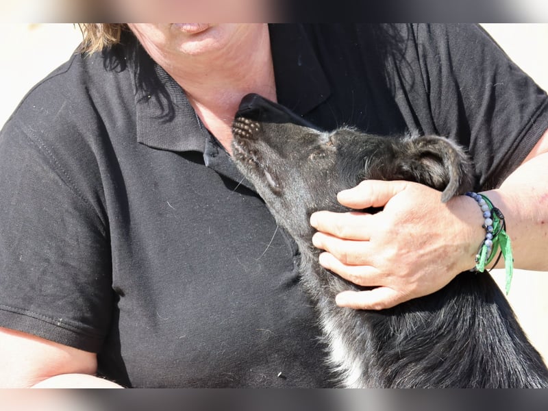 Gia - lässt sich gerne anfassen, freundlich und aufmerksam