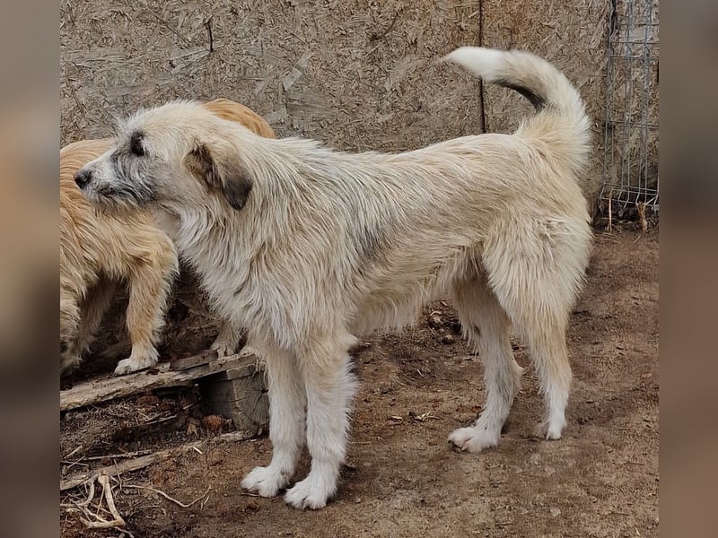 Rasko - freundlich und neugierig