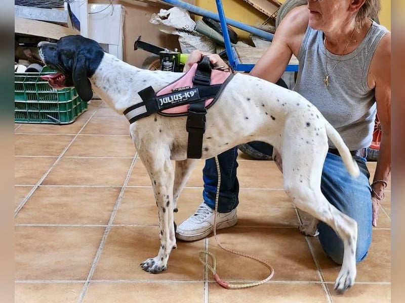 Mancha - freundlich, lernwillig und zutraulich