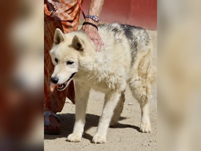Afri, klug, menschenbezogen und sportlich
