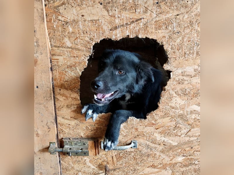 Boris - freundlich und aufgeschlossen